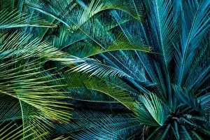MacDonnell Ranges Cycads