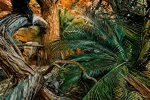 MacDonnell Ranges Cycads