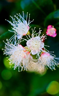 macro, flowers, plants, bush, berries, green, pink, white, native, Australia, wall art