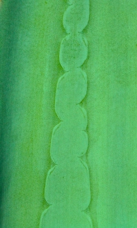 Flower And Plant Prints: A macro image of an aloe vera plant producing a great pattern