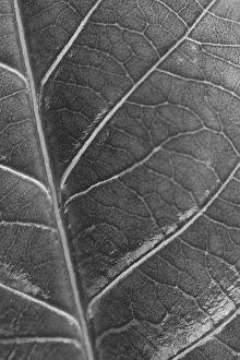 Flower And Plant Prints: A macro image of a leaf showing all the veinsin black and white