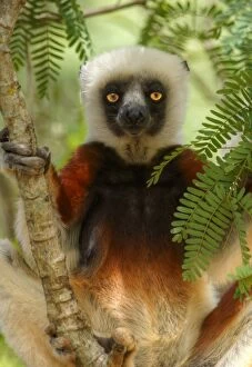 Images Dated 1st January 2014: Madagascar Diademed Lemur portrait