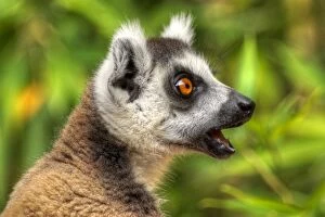 Images Dated 1st January 2014: Madagascar Ring-Tailed Lemur close up