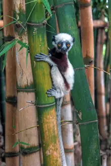 Mariusz Kluzniak Prints: Madagascar Sifaka baby lemur