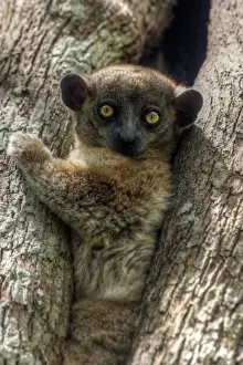 Mariusz Kluzniak Prints: Madagascar tiny lemur looking at camera