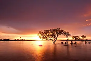 Magenta mangroves