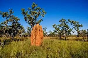 Scrubs Prints: Magnetic Termite Mound, Nitmiluk National Park, Northern Territory, Australia