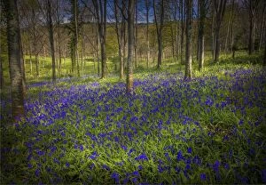 Images Dated 14th April 2017: Magnificent display of spring bluebells at Hambleton hill, Dorset, England, United Kingdom