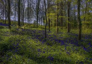 Images Dated 14th April 2017: Magnificent display of spring bluebells at Hambleton hill, Dorset, England, United Kingdom