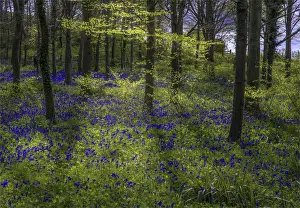 English Landscape And Panorama Views By Southern Lightscapes Prints: Magnificent display of spring bluebells at Hambleton hill, Dorset, England, United Kingdom