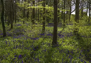 English Landscape And Panorama Views By Southern Lightscapes Prints: Magnificent display of spring bluebells at Hambleton hill, Dorset, England, United Kingdom