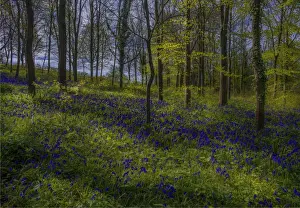 English Landscape And Panorama Views By Southern Lightscapes Prints: Magnificent display of spring bluebells at Hambleton hill, Dorset, England, United Kingdom