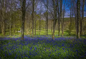 English Landscape And Panorama Views By Southern Lightscapes Prints: Magnificent display of spring bluebells at Hambleton hill, Dorset, England, United Kingdom