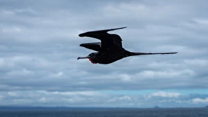 Images Dated 2018 July: Magnificent Frigatebirds in flight, GalAapagos Islands