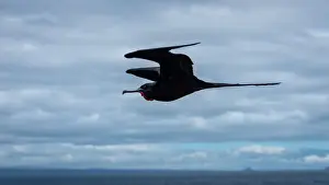 Magnificent Frigatebirds in flight, GalAapagos Islands