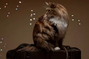 Curiosity Prints: Maine Coon