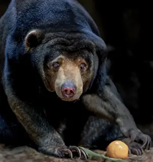 Malaysian sun bear