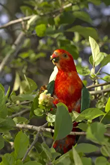 Prints of Louise Docker Photography, 949872106 Louise Docker Photography Prints: Male Australia King Parrot ( Alisterus scapularis) eating fruit off a tree