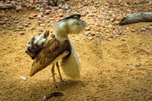 Northern Territory Prints: Male Australian Bustard