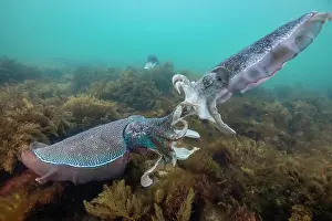 Images Dated 2017: Two male Australian giant cuttlefish fighting over a female during the annual mating migration season