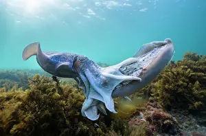 Images Dated 2018 June: Male Australian giant cuttlefish fighting for the right to try and mate with a female