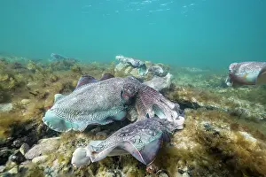 Images Dated 1st July 2017: Male Australian giant cuttlefish fights off another male as he protects his female while she tries to lay her eggs in a