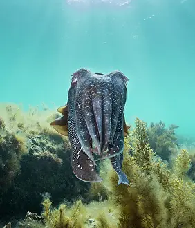 Male Australian giant cuttlefish swimming over kelp on a sunny afternoon, Whyalla, South Australia