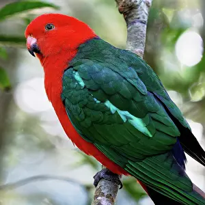 Colour Image Prints: Male Australian King-Parrot (Alisterus scapularis) in Lamington National Park
