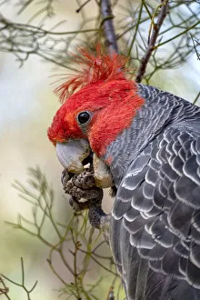 Male Gang Gang Cockatoo (Callocephalon fimbriatum) eating Isopogon Cones Male Gang Gang Cockatoo (Callocephalon fimbriatum) eating Isopogon Cones