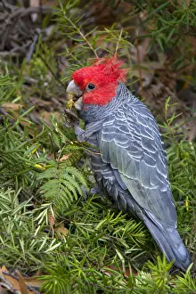 Male Gang Gang Cockatoo (Callocephalon fimbriatum) eating geebung fruit