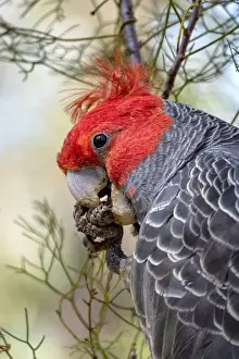 Male Gang Gang Cockatoo (Callocephalon fimbriatum) eating Isopogon Cones
