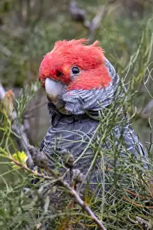 Prints of Australian bird hiding in a bush Penrose NSW Australia Louise Docker Photography Prints: Male Gang Gang Cockatoo (Callocephalon fimbriatum) hiding in a bush