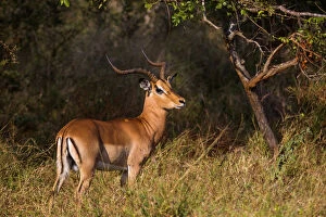 Images Dated 8th May 2014: A Male Impala with Lyre-Shaped Horns, White Tail and Several Black Markings, Kruger National Park