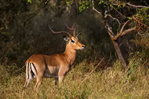A Male Impala with Lyre-Shaped Horns, White Tail and Several Black Markings, Kruger National Park, South Africa