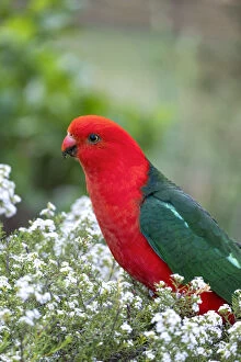 Birds Collection: Male King Parrot on a Diosma Bush