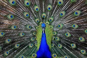 Images Dated 1st June 2014: Male Peacock