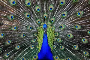 Northern Territory Prints: Male Peacock