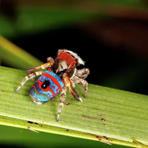 Male Peacock Spider (Maratus gemmifer)