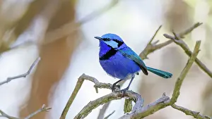 Robbie Goodall Photography Prints: Male Splendid Fairywren, Blue Wren - Malurus splendens