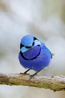 Male Splendid Fairywren, Blue Wren - Malurus splendens