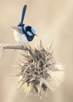 Avian Prints: Male super fairy wren (Malurus cyaneus) perched on dead cardoon (Cynara cardunculus) flower head