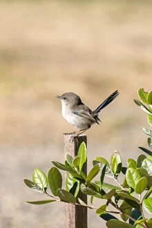 Superb Fairy-wren (Malurus cyaneus) Collection: Male Superb Fairy- wren perched on a wooden stake
