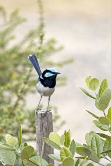 Louise Docker Photography Collection: Male Superb Fairy Wren on top of a post