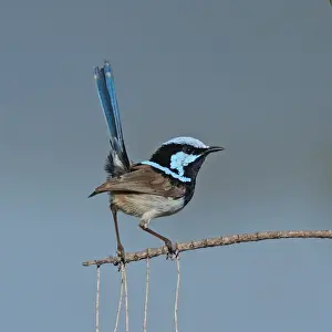 Male superb fairywren bird