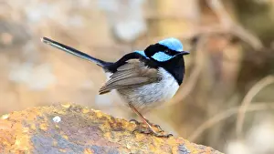 Campbell Prints: Male Superb Fairywren in Canberra