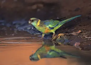 Kristian Bell Photography Prints: Mallee ringneck (Barnardius zonarius barnardi) drinking from water in warm evening sunlight