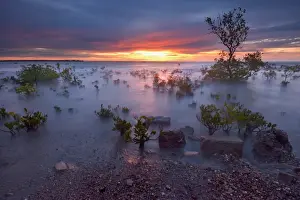 Mangrove Madness