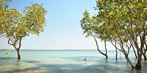 Darwin Australia Prints: Through the Mangroves