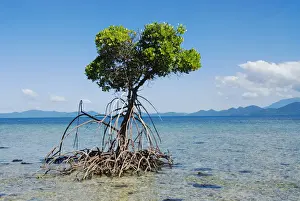 Julie Fletcher Prints: Mangroves roots in sea water