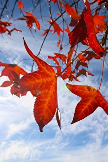 Maple leaves galore. Contrasting branches and colour against the bright sky